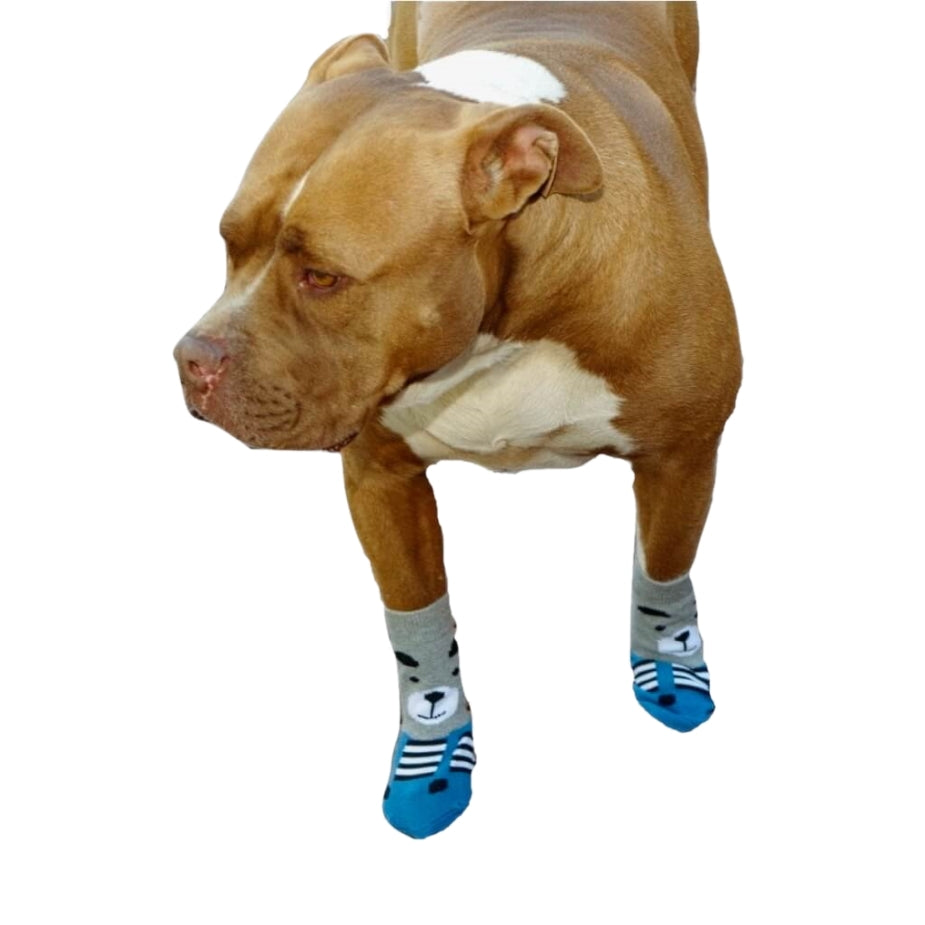 Dog wearing blue socks with paw print design on a white background