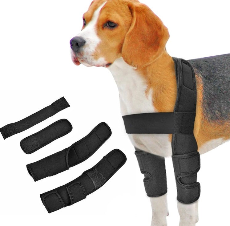 Dog wearing a black knee brace with additional straps on a white background