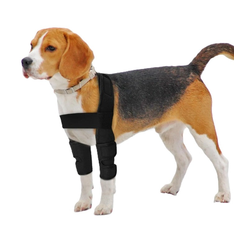 Dog wearing a black harness on a white background