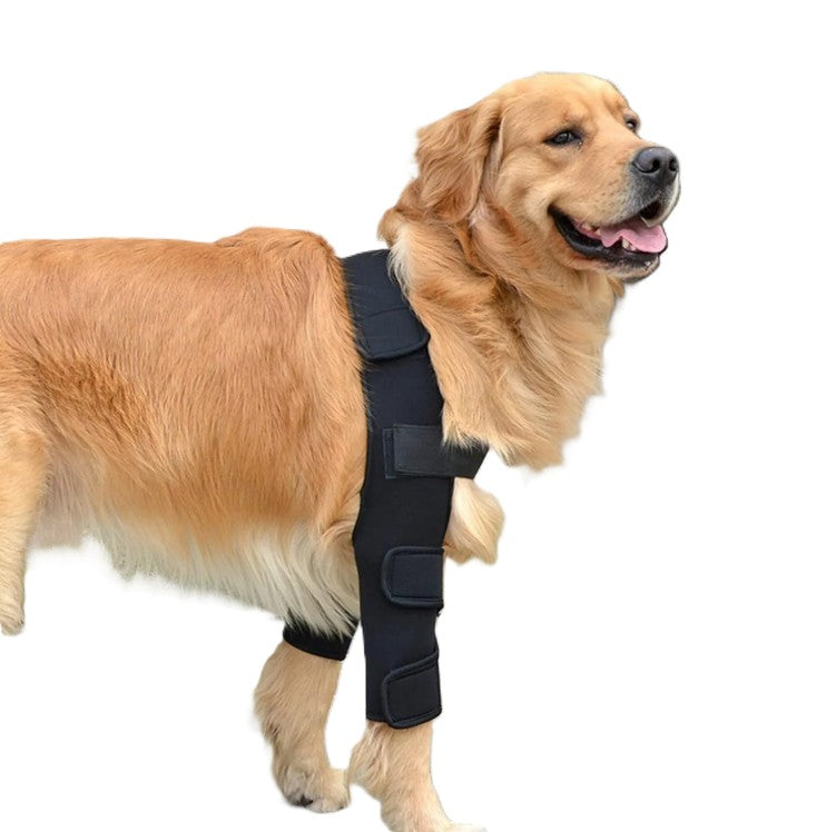 Dog wearing a black orthopedic brace on a white background