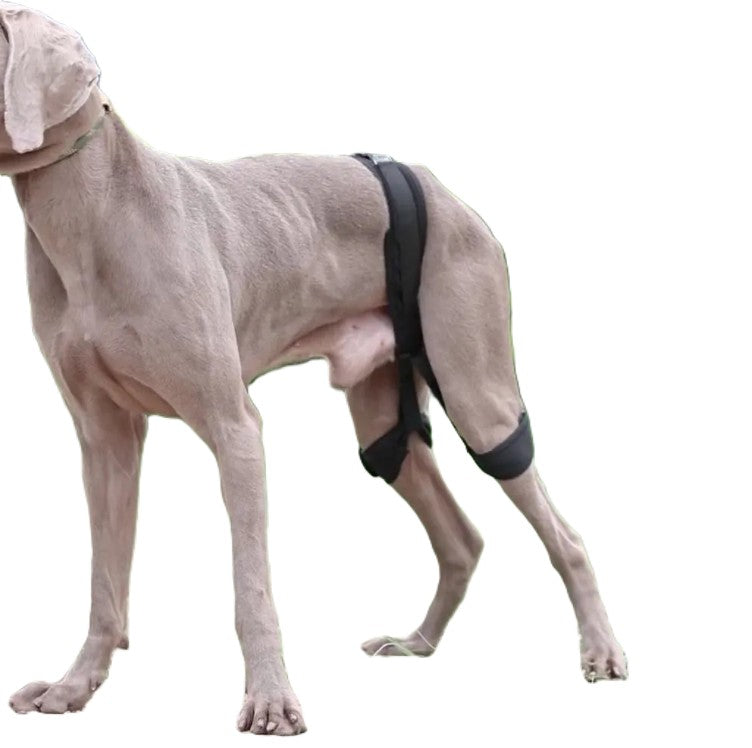 Dog wearing a black harness on a white background