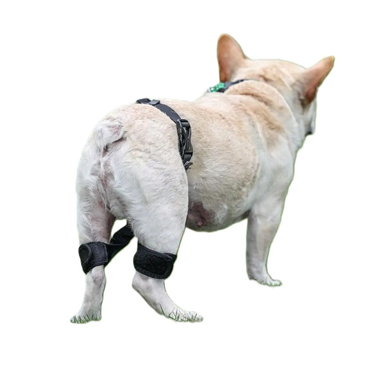 Dog wearing a black brace on a white background