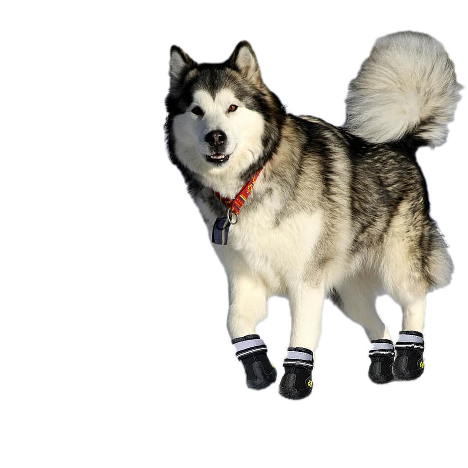 Dog wearing black boots on a white background