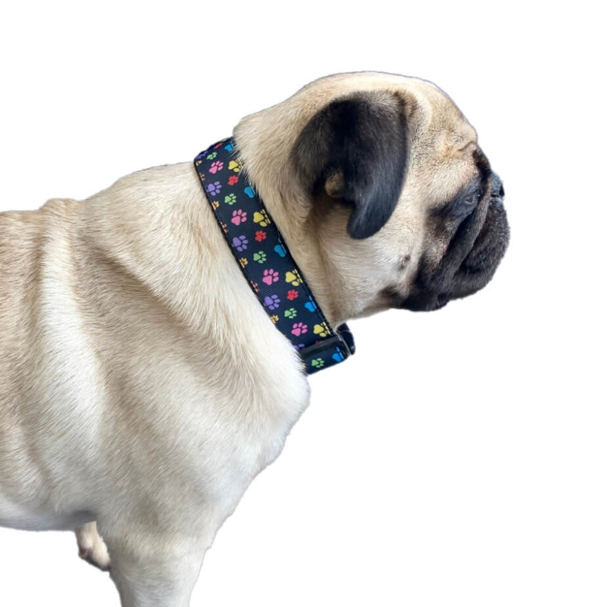 Luxury Collar or Lead Webbed Colourful Paws