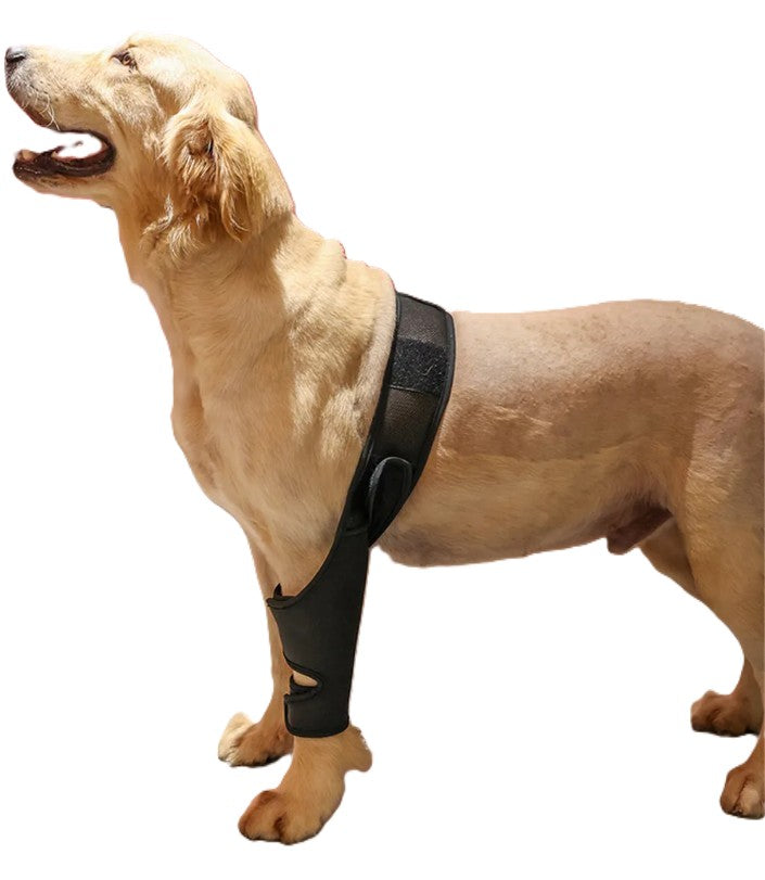 Dog wearing a black harness on a white background