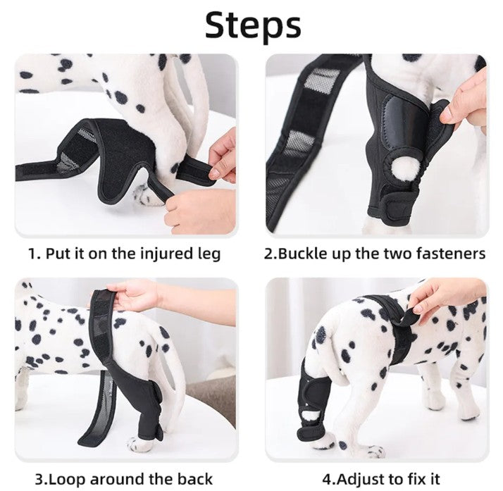 Step-by-step guide on how to use a pet injury support wrap with a Dalmatian dog.