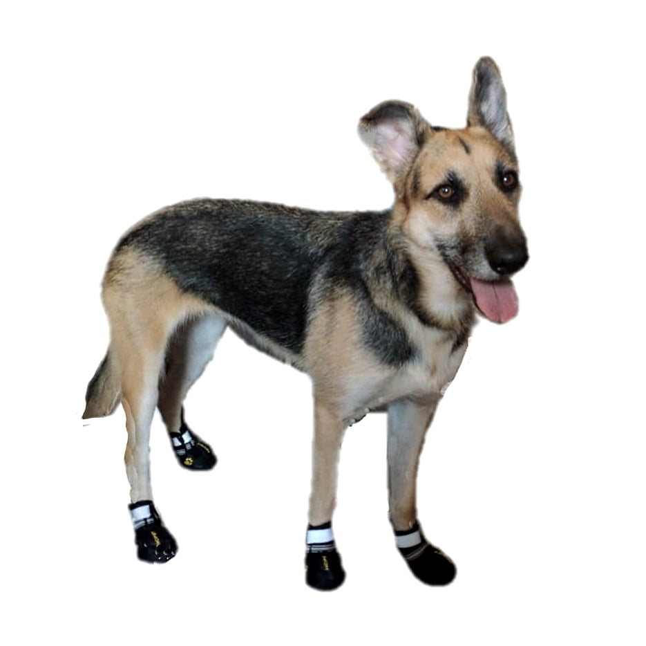 Dog wearing black booties on a white background