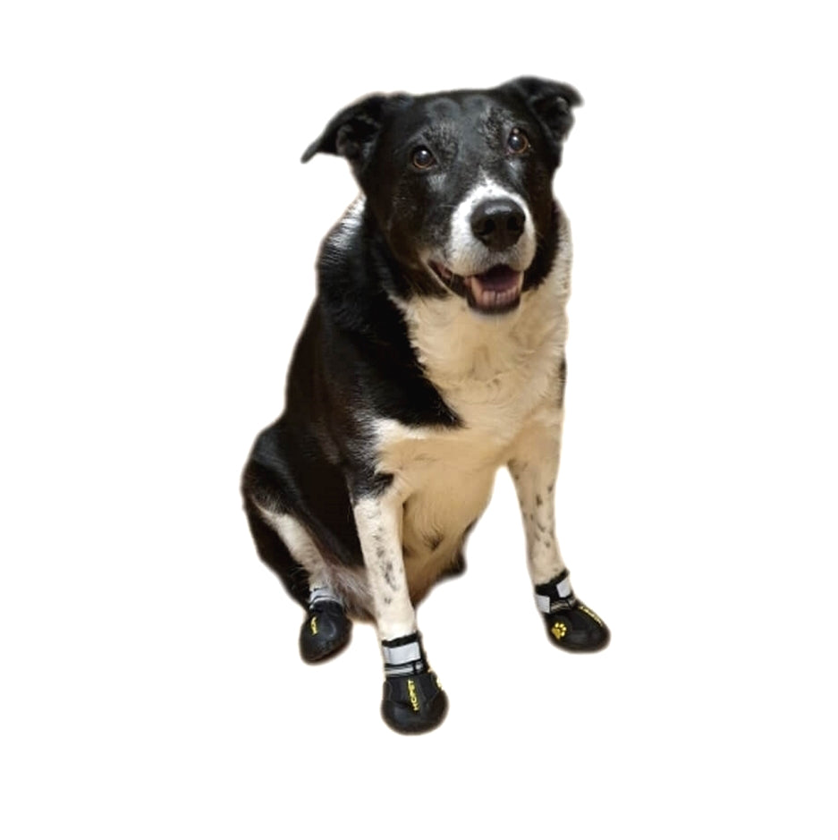 Dog wearing black booties on a white background