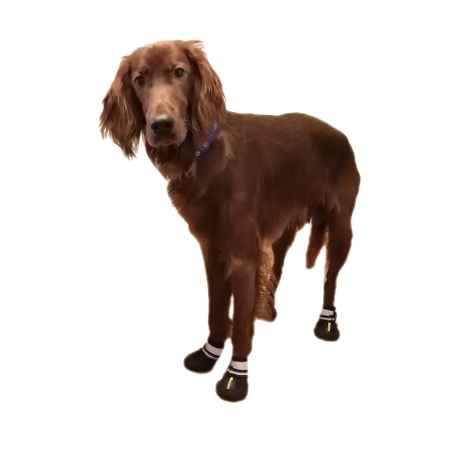 Brown dog wearing black boots on a white background
