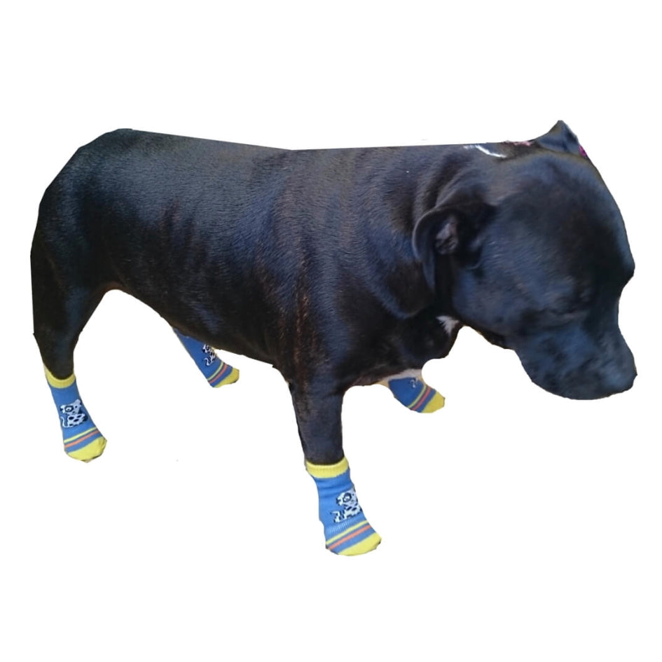Black dog wearing blue socks with yellow accents on a white background