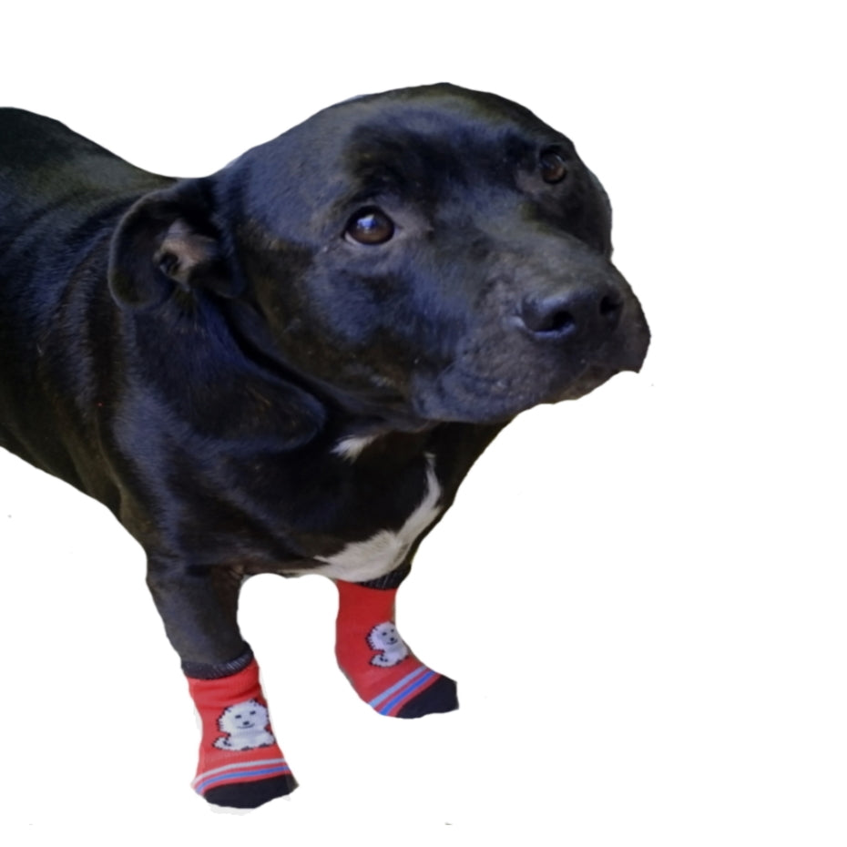 Black dog wearing red socks with paw prints on a white background