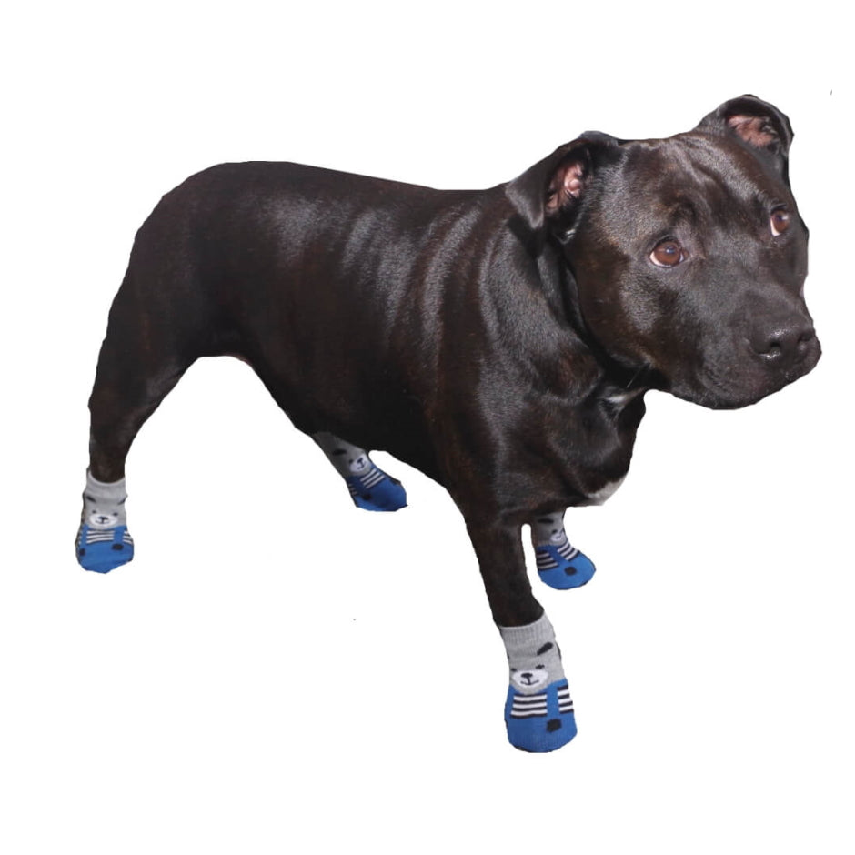 Black dog wearing blue and gray socks on a white background