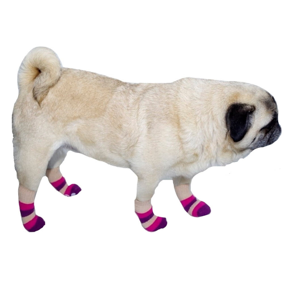 Pug wearing pink and purple striped socks on a white background