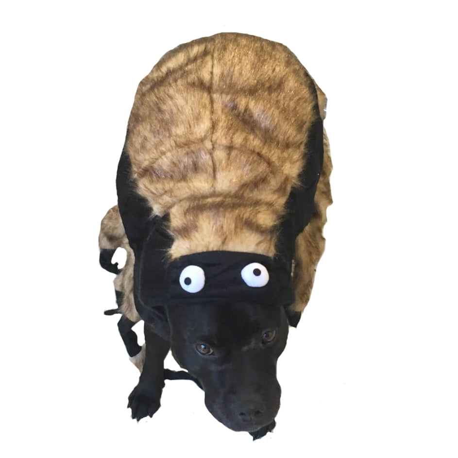 Dress Up Costume Tarantula Spider