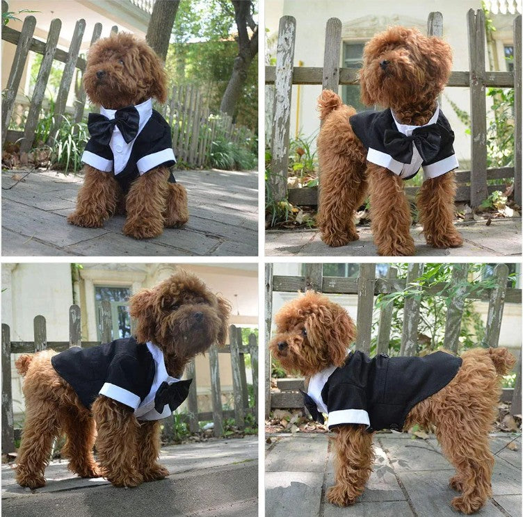 Tuxedo Shirt Black Jacket and Bowtie