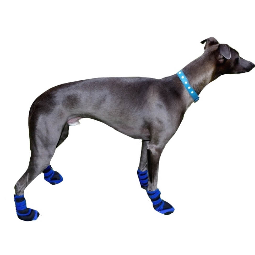 Small Paw Non-Skid Shoes Waterproof Blue