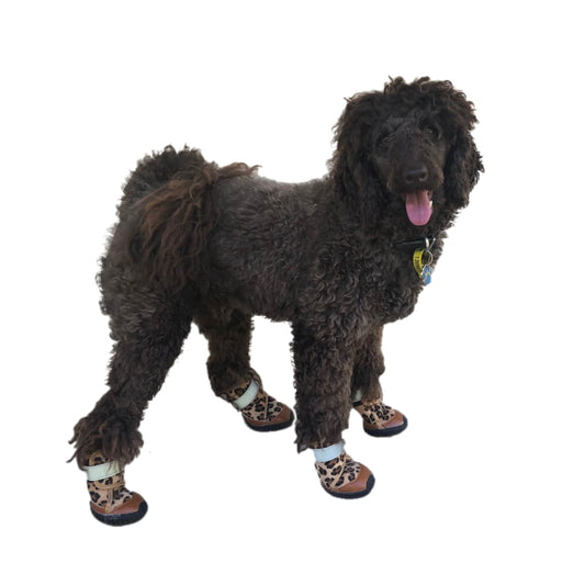 Dog wearing leopard print booties on a white background