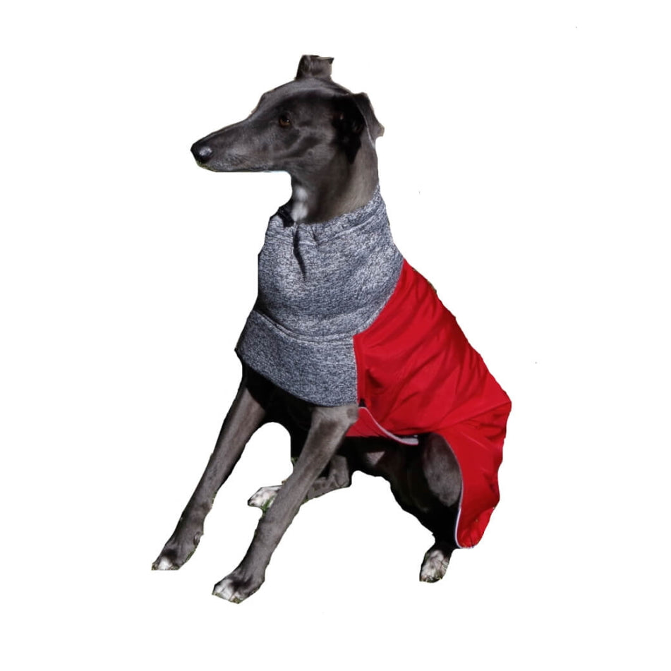 Coat Greyhound Whippet Red