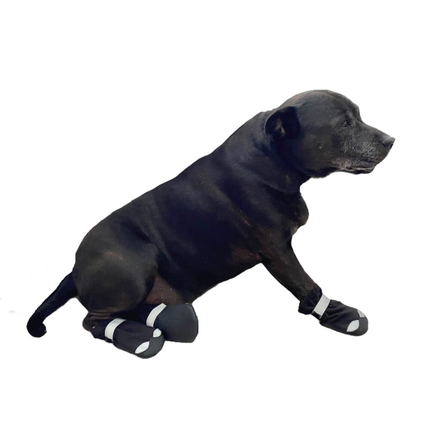 Black dog wearing black booties on a white background