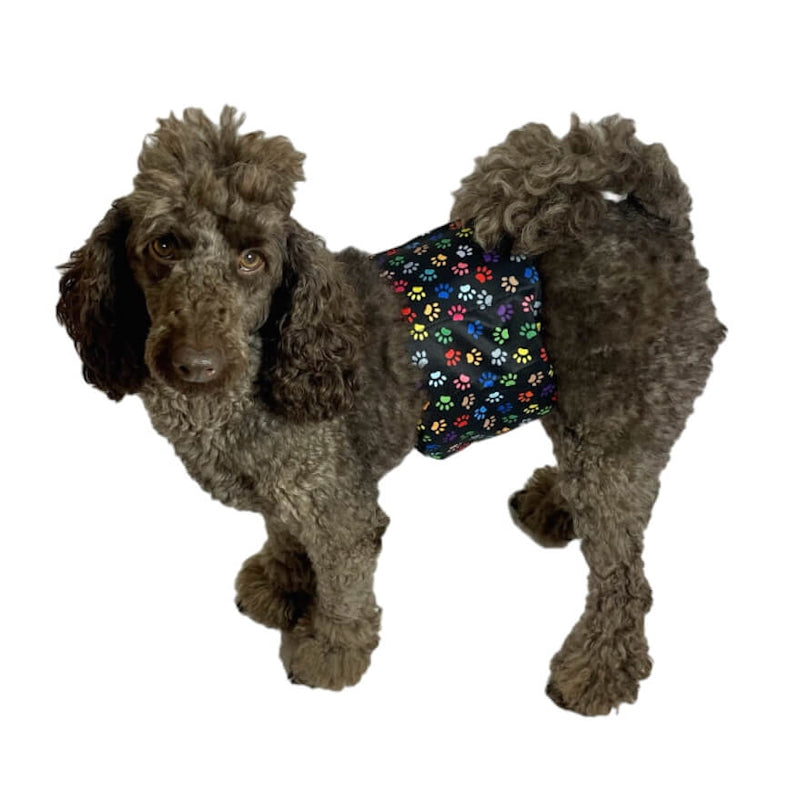 Belly Band Wrap Colourful Paws