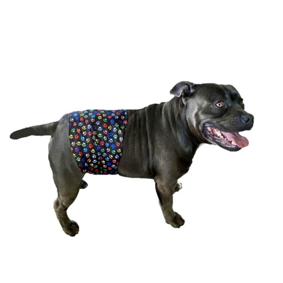 Belly Band Wrap Colourful Paws