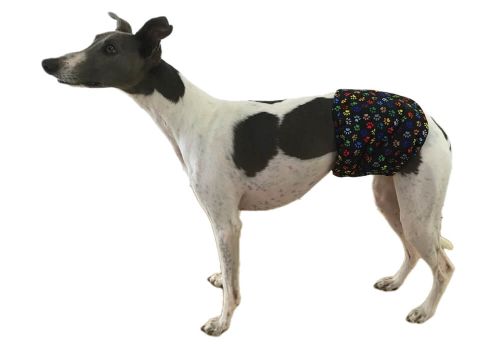 Belly Band Wrap Colourful Paws