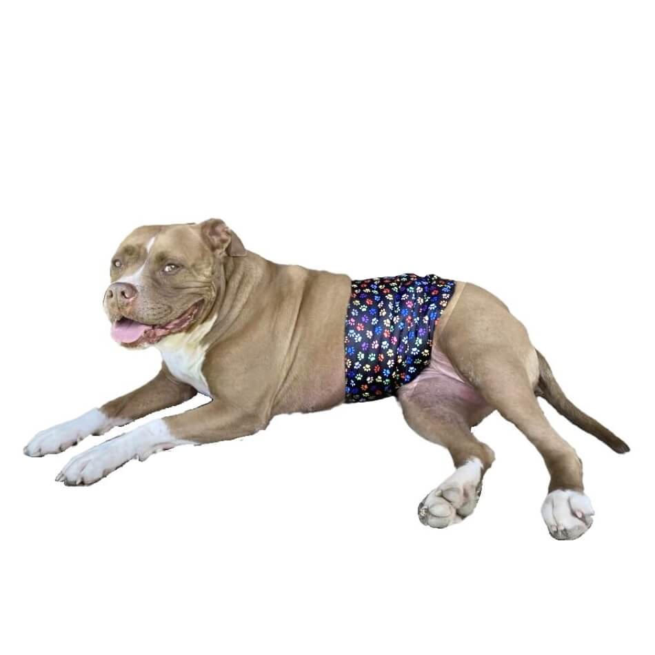 Belly Band Wrap Colourful Paws