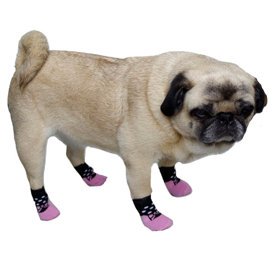 Pug wearing pink and black dog boots on a white background