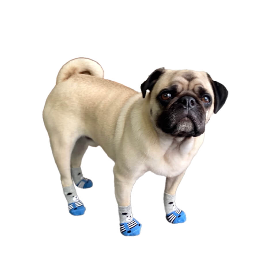 Pug wearing blue pet boots on a white background