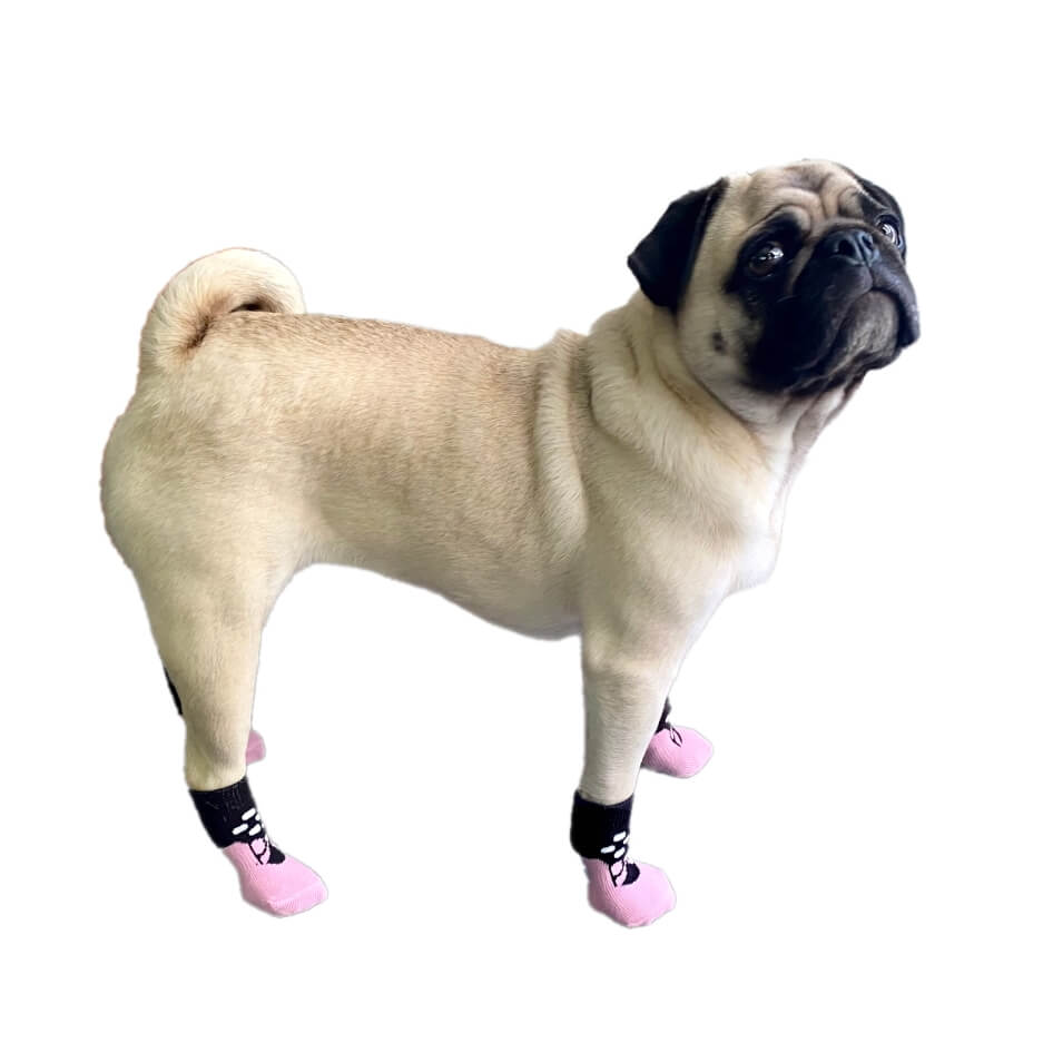Pug wearing pink and black dog boots on a white background