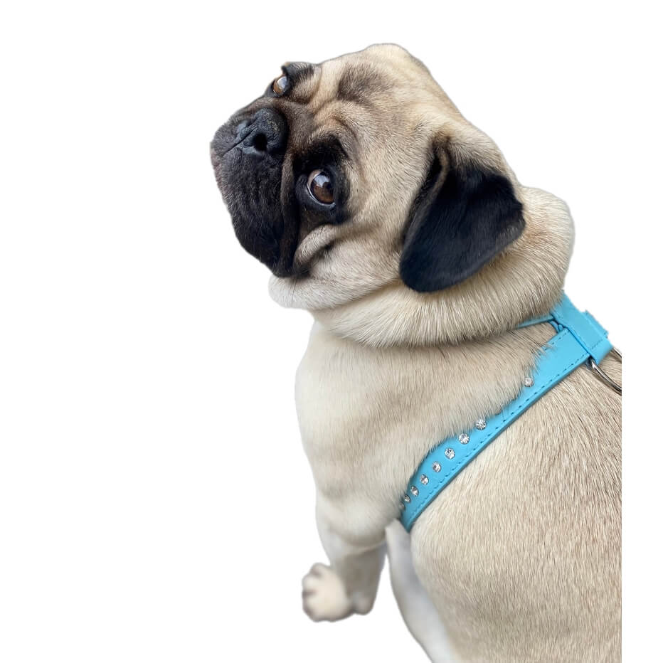 Harness Blue Rhinestone