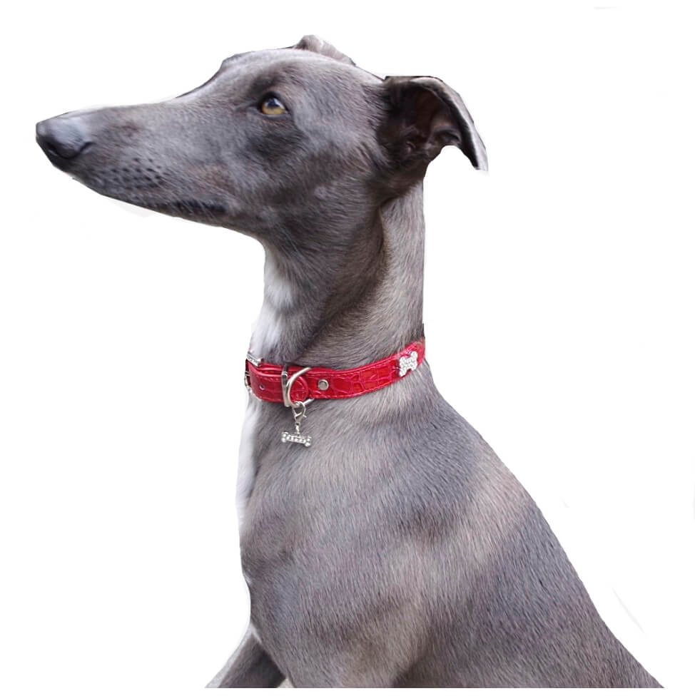 Collar Red Rhinestone Bones