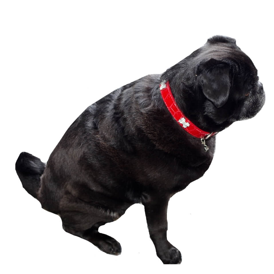 Collar Red Rhinestone Bones