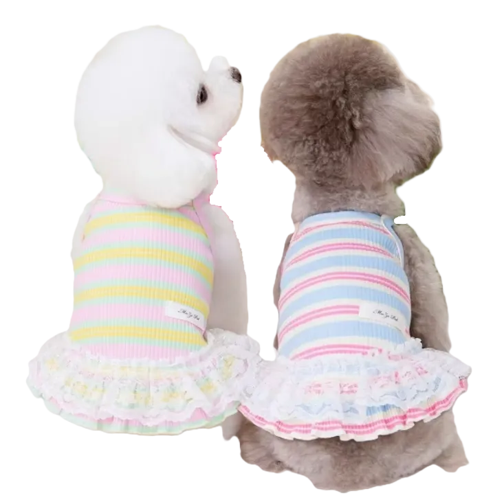 Two small dogs wearing colorful striped dresses on a white background