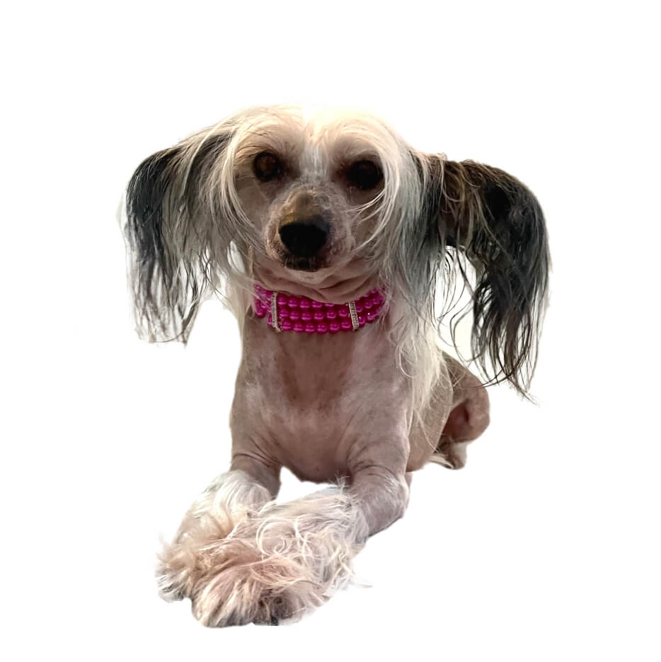 Necklace Collar Pearl Hot Pink