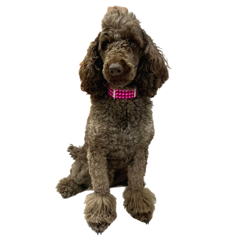 Necklace Collar Pearl Hot Pink