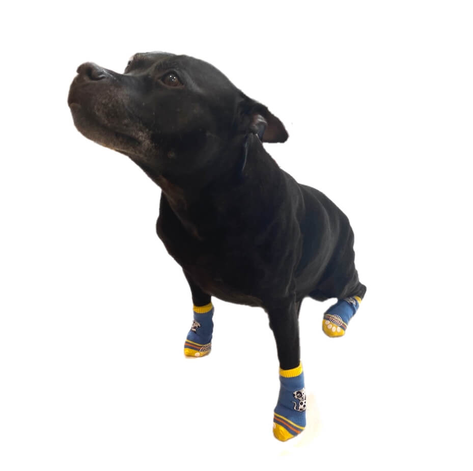 Black dog wearing blue and yellow socks on a white background