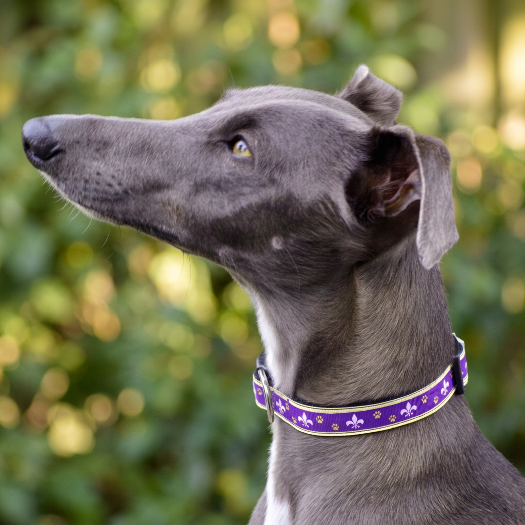 Collar Nylon Purple Fleur De Lis