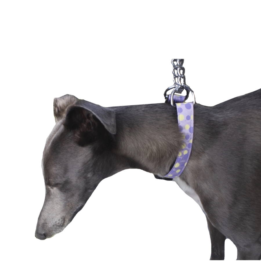martingale collar greyhound australia