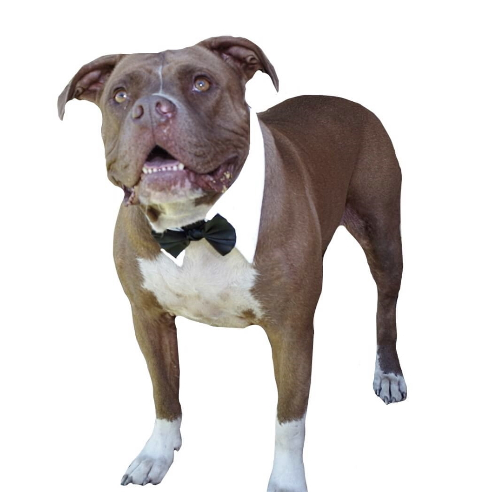 dog necktie collar
