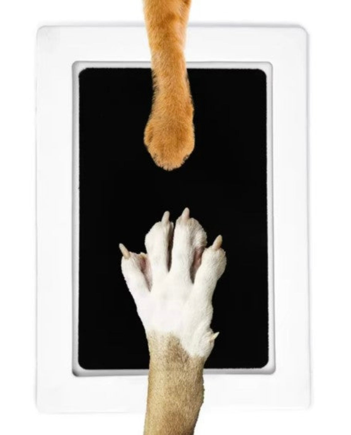 Print Paw Kit