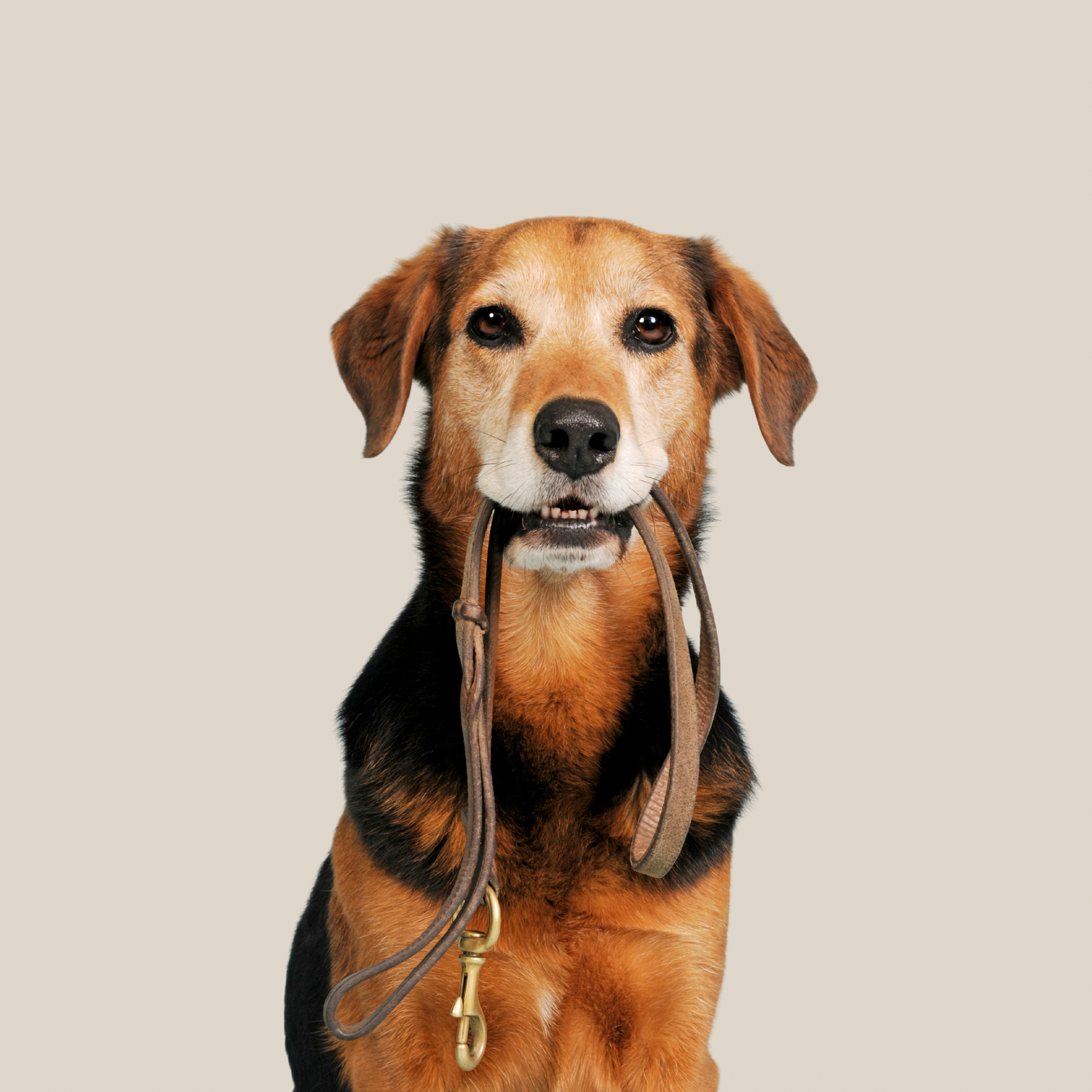 Large Dog Size