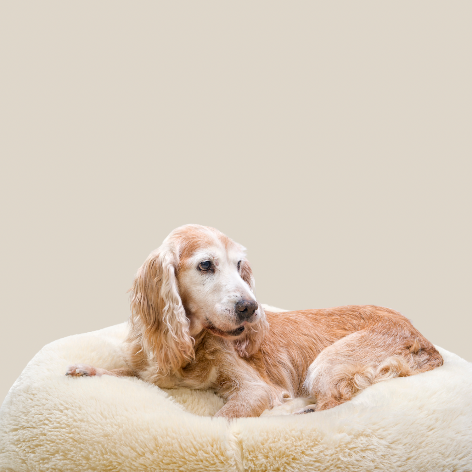 Medium Dog Size