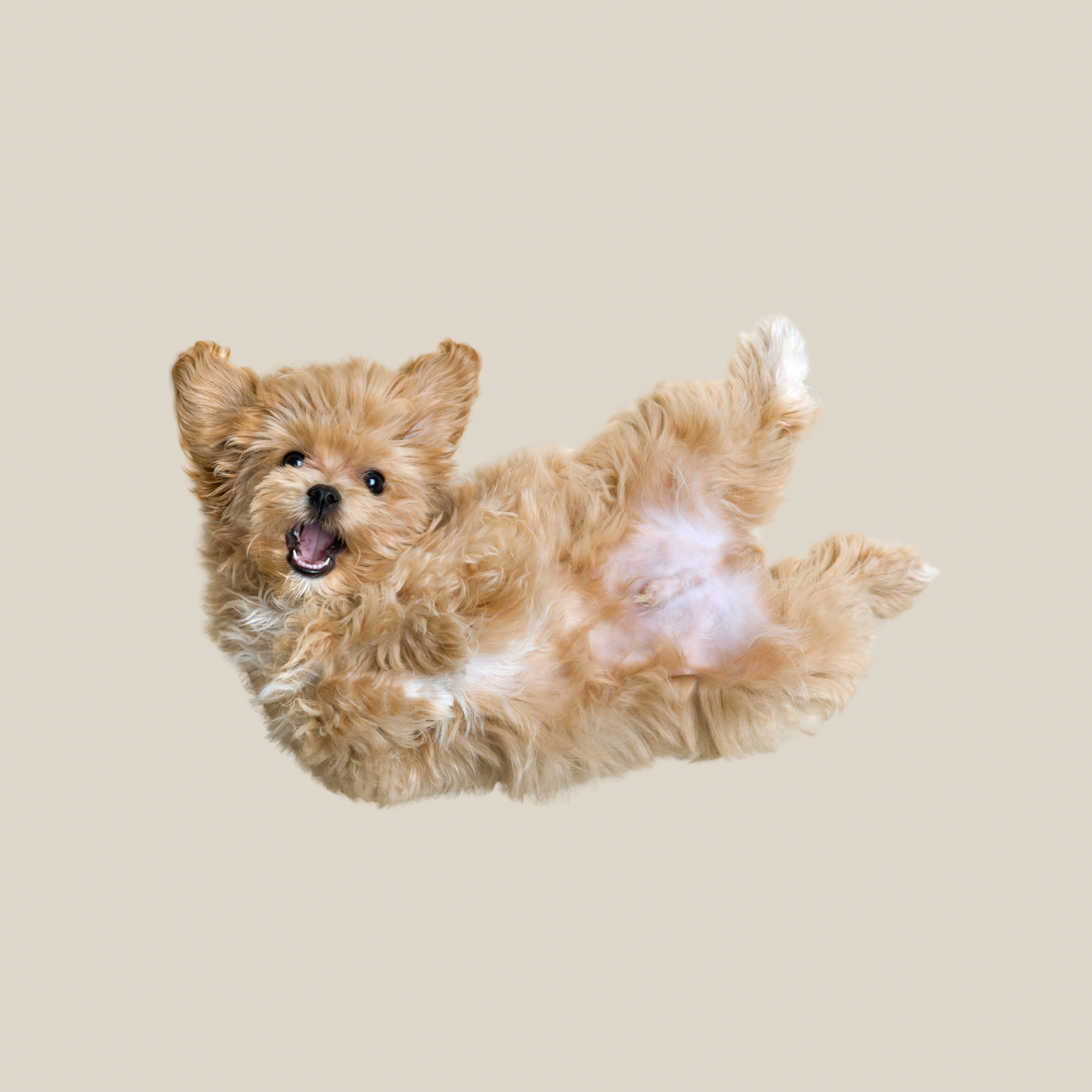 Small Dog Size
