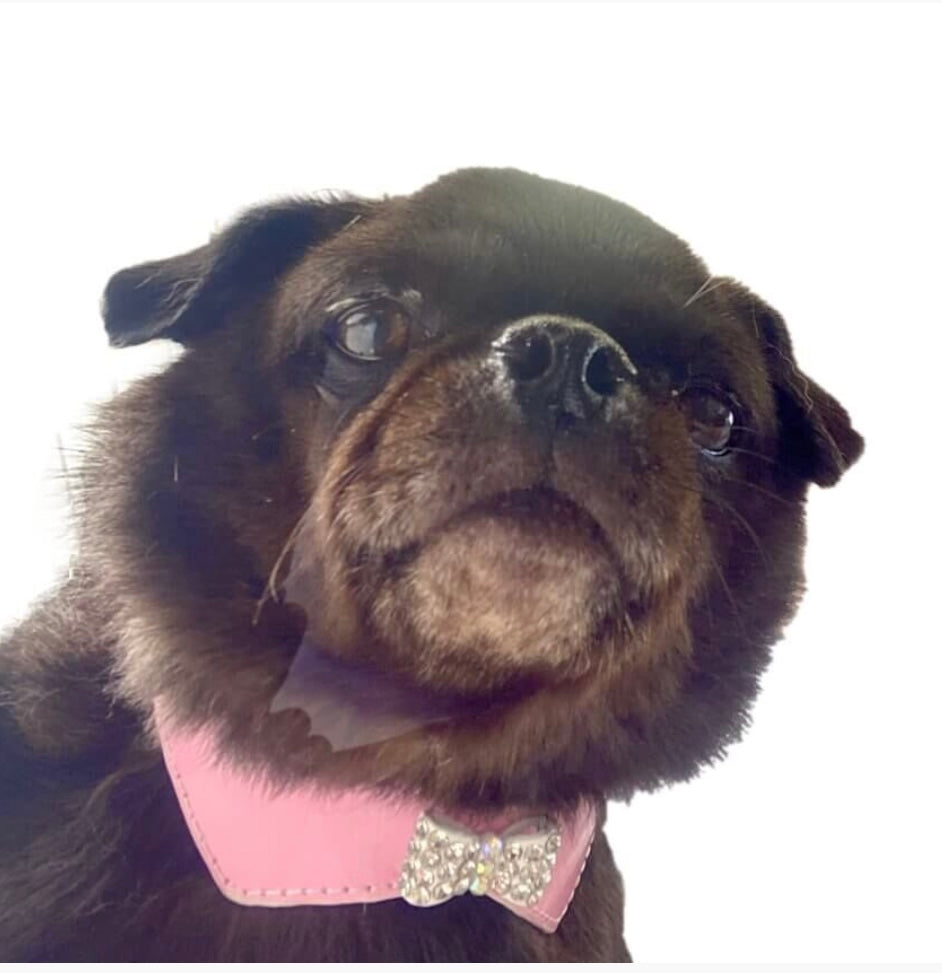 Collar Rhinestone Bow