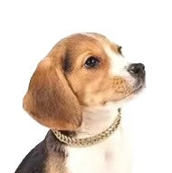 Necklace Sparkling Rhinestone Chain