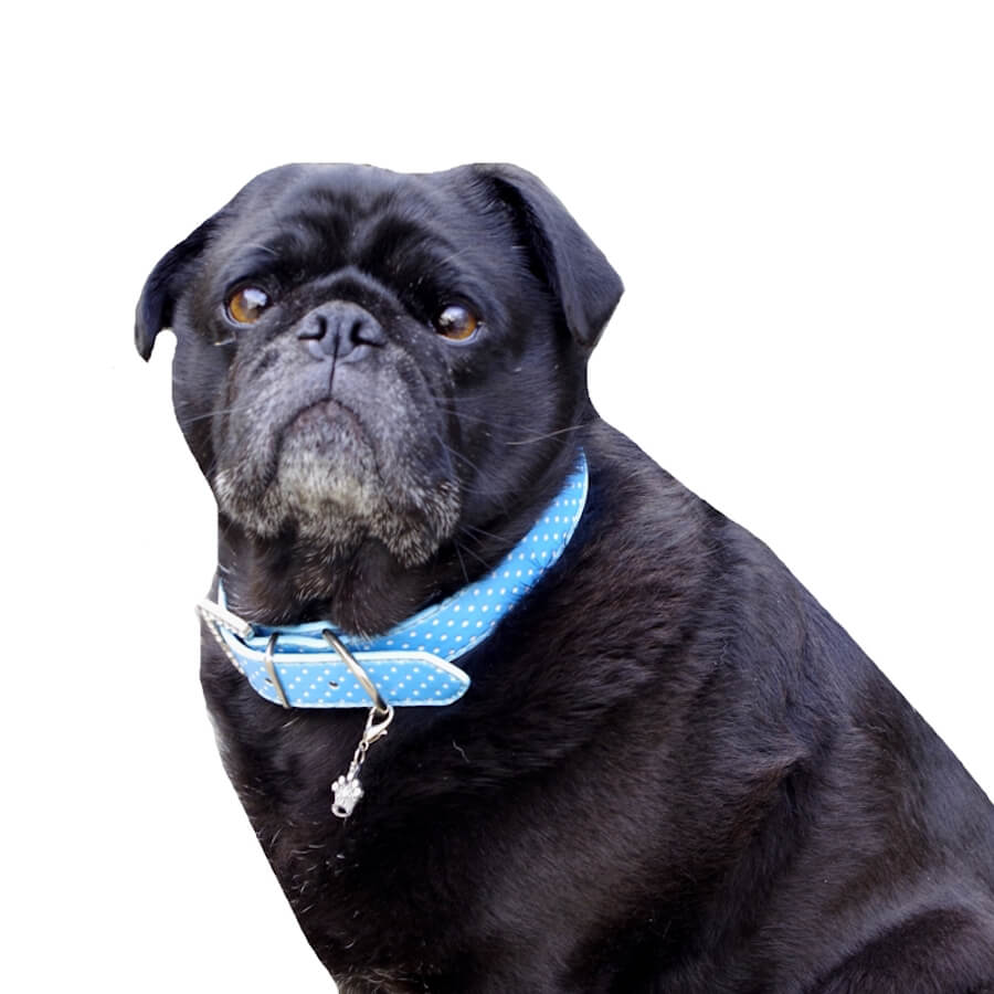 Collar or Lead Polka Dot