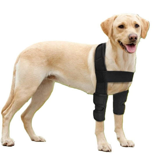 Dog wearing a black protective wrap on its front leg against a white background