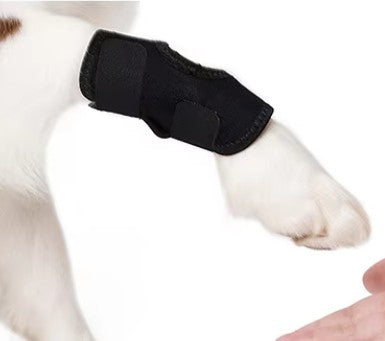 Dog short leg knee support single paw closeup