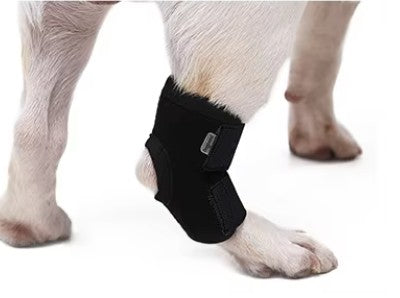 Dog short leg knee support single closeup